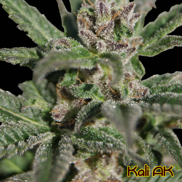 Kali AK Feminised Cannabis Seeds | The Original Sensible Seed Company