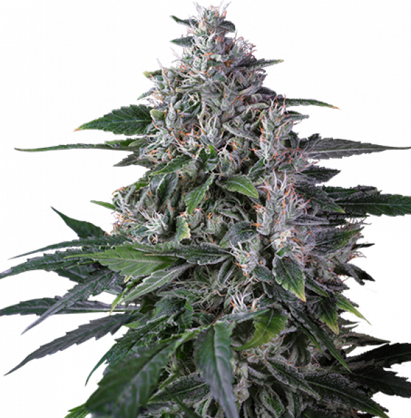 Karel's Hsze Regular Cannabis Seeds - Super Sativa Seed Club