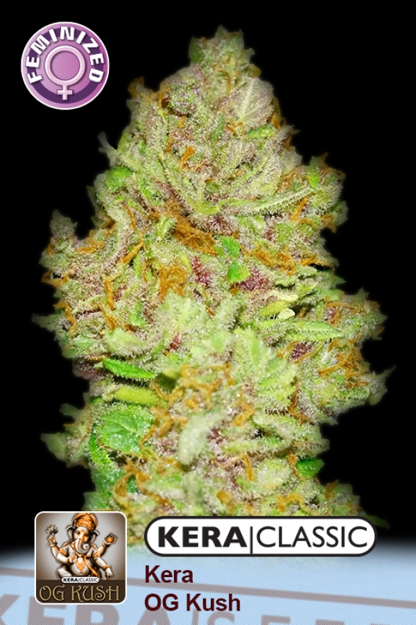 OG Kush Feminised Cannabis Seeds | Kera Seeds