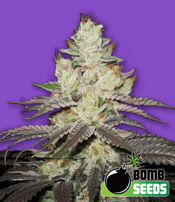 Killer Purps Bomb Feminised Cannabis Seeds | Bomb Seeds