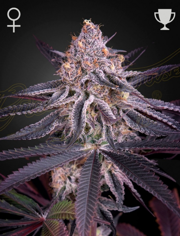 Kings Juice Feminised Cannabis Seeds | Green House Seeds.
