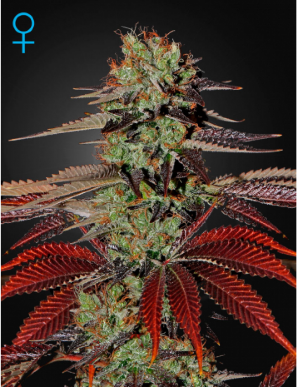 King's Kush Auto Feminised Cannabis Seeds |Green House Seeds King's Kush Auto Feminised Cannabis Seeds |Green House Seeds