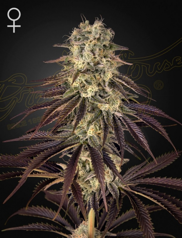 Kongs Krush Feminised Cannabis Seeds | Green House Seeds.