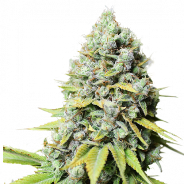 Kosher Haze Feminised Cannabis Seeds - Super Sativa Seed Club Kosher Haze Feminised Cannabis Seeds - Super Sativa Seed Club