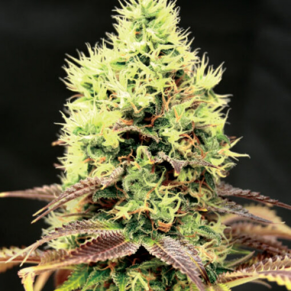 Kush n Cookies CBD Feminised Cannabis Seeds | Garden of GreenKush n Cookies CBD Feminised Cannabis Seeds | Garden of Green