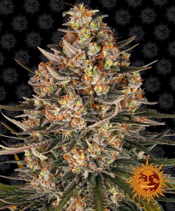 Lemon Drizzle Feminised Cannabis Seeds | Barney's Farm.