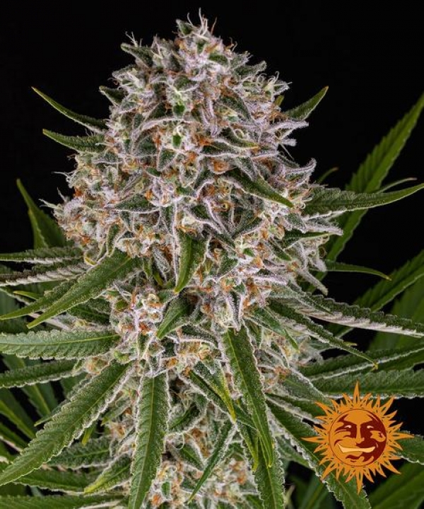 Lemon Haze Auto Feminised Cannabis Seeds | Barney's Farm Lemon Haze Auto Feminised Cannabis Seeds | Barney's Farm