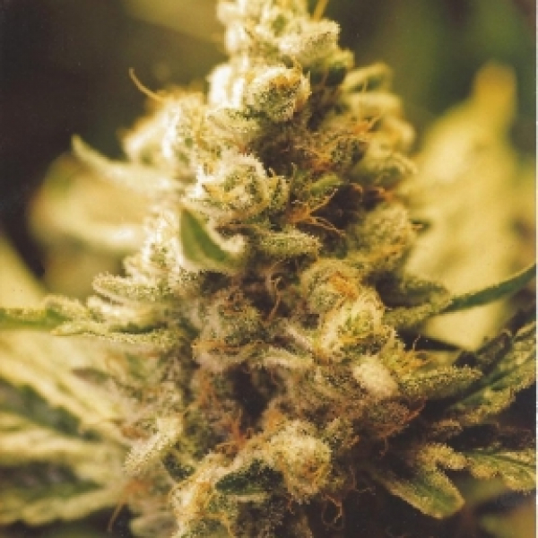 Lemon Kush Feminised Cannabis Seeds | Female Seeds 