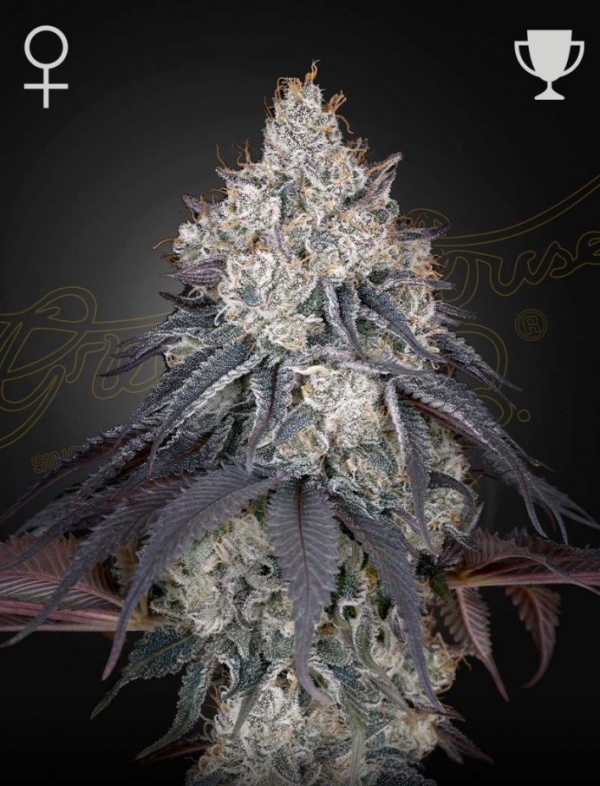 Lemon Orange Feminised Cannabis Seeds | Green House Seeds.