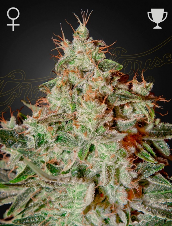 Lemon Skunk Feminised Cannabis Seeds | Green House Seeds. Lemon Skunk Feminised Cannabis Seeds | Green House Seeds.