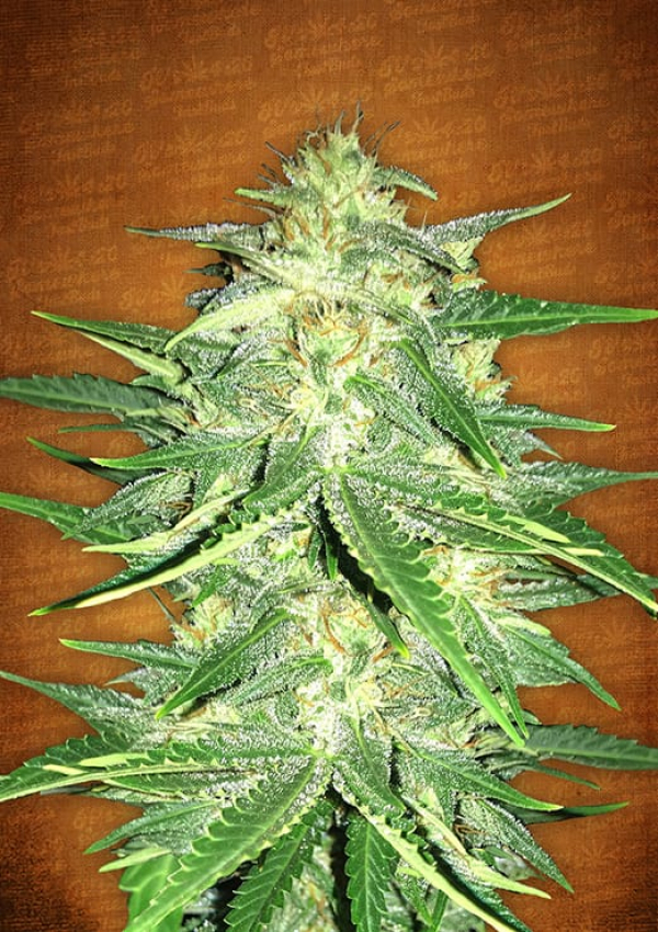 Lemon AK Auto Feminised Cannabis Seeds | Fast Buds