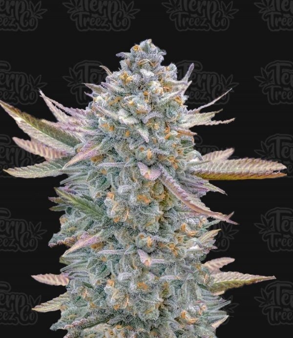 Lemon Zushi Feminised Cannabis Seeds - Terp Treez Lemon Zushi Feminised Cannabis Seeds - Terp Treez