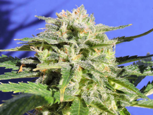 Lemonberry Haze Auto Feminised Cannabis Seeds | Original Sensible Seed Company