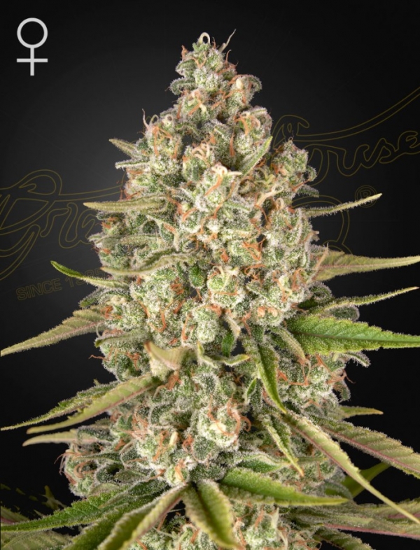Lost Pearl Feminised Cannabis Seeds | Green House Seeds.