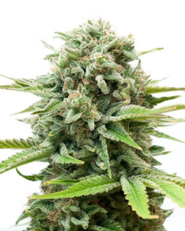 Mac1 Auto Feminised Cannabis Seeds - Growers Choice. Mac1 Auto Feminised Cannabis Seeds - Growers Choice.
