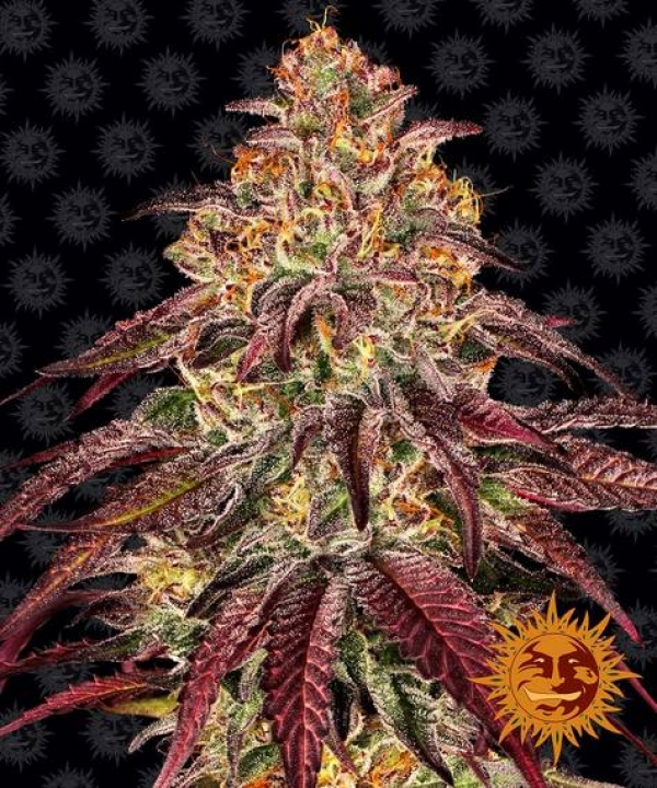 Mimosa x Orange Punch Auto Feminised Cannabis Seeds | Barney's Farm.