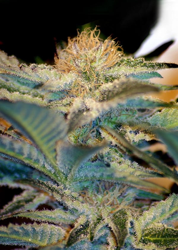Moham Ram Feminised Cannabis Seeds | Sweet Seeds Moham Ram Feminised Cannabis Seeds | Sweet Seeds