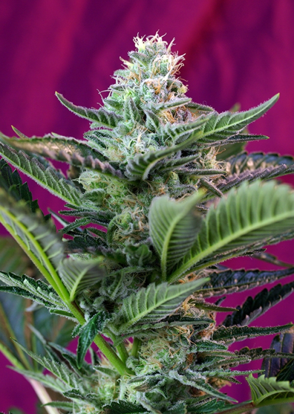Moham Ram Auto Feminised Cannabis Seeds | Sweet Seeds