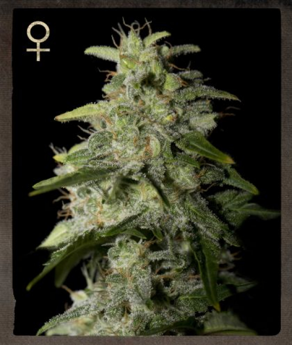 Money Maker Feminised Cannabis Seeds | Strain Hunters 