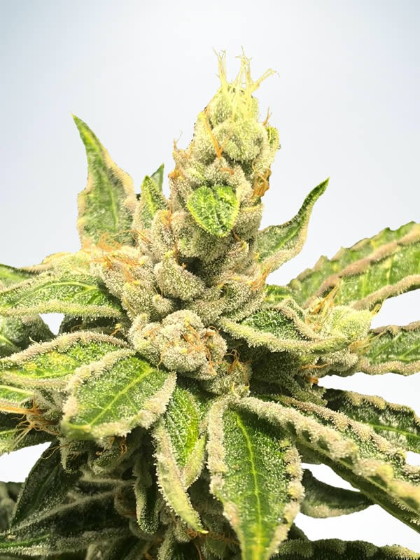 Mamacita's Cookies Feminised Cannabis Seeds | Ministry of Cannabis
