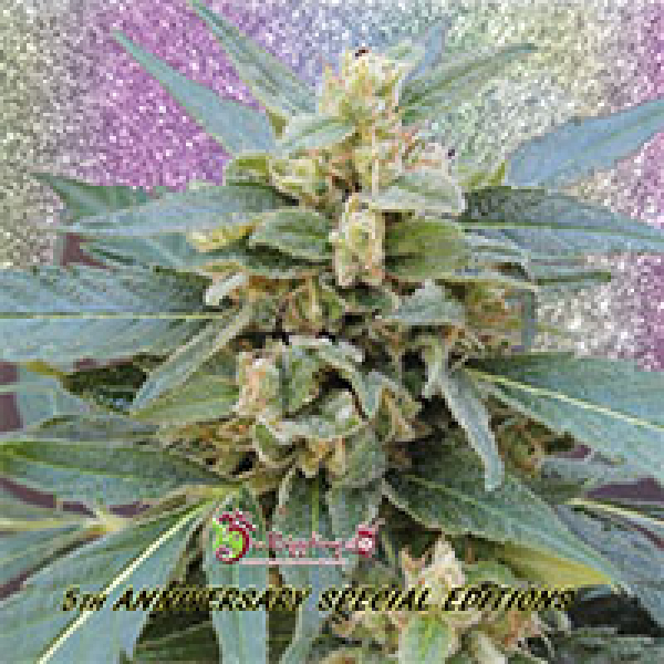 Runtz Feminised Cannabis Seeds | Dr Krippling.