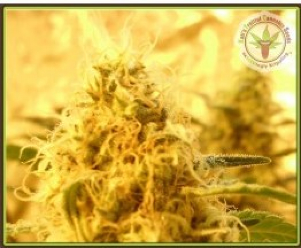 Mango Mist Shake Feminised Cannabis Seeds | Dr Krippling. 