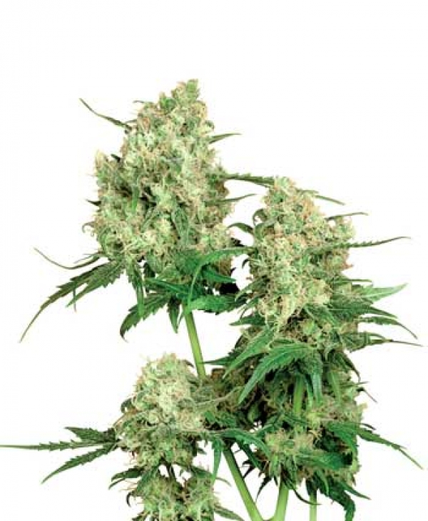 Maple Leaf Indica Regular Cannabis Seeds | Sensi Seeds 