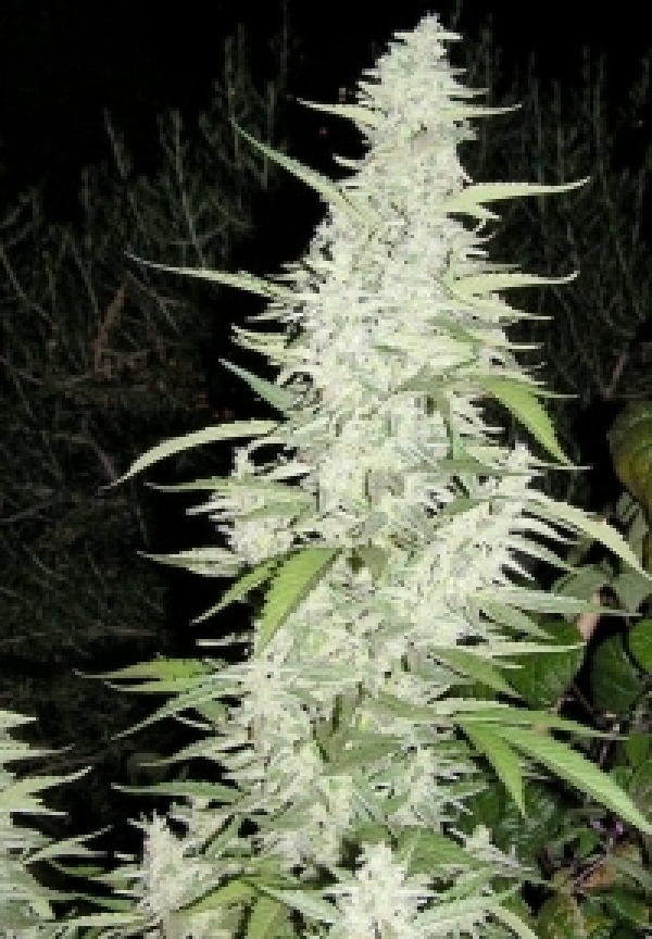 Maroc Feminised Cannabis Seeds | Female Seeds 