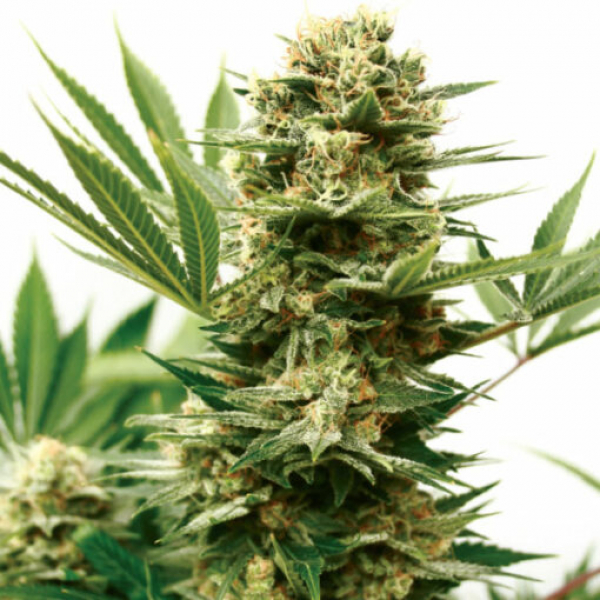 Mass Shooter Auto Feminised Cannabis Seeds | Garden of Green Mass Shooter Auto Feminised Cannabis Seeds | Garden of Green