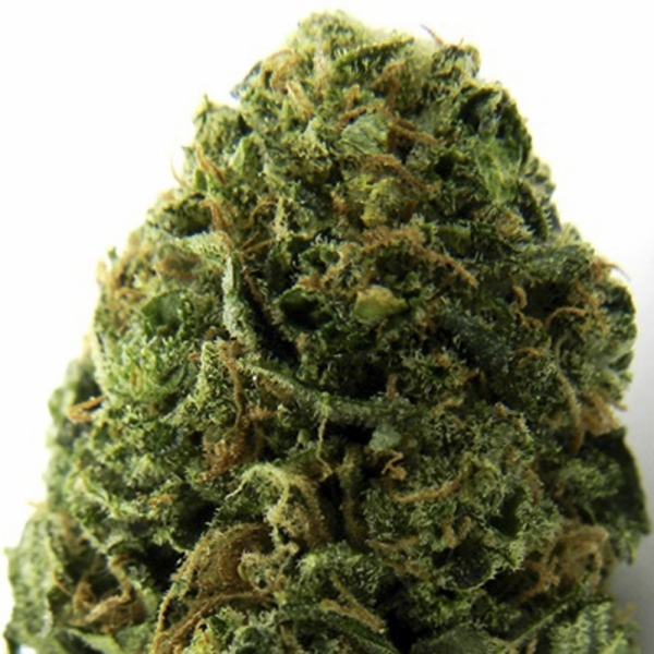 Massive Midget Auto Feminised Cannabis Seeds | Heavyweight Seeds