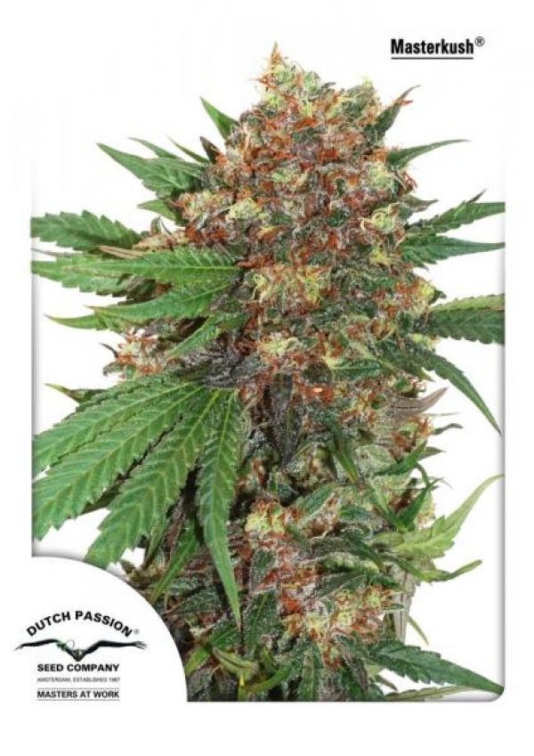 Master Kush Feminised Cannabis Seeds | Dutch Passion 