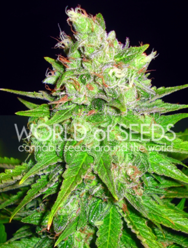 Mazar x Great White Shark Feminised Cannabis Seeds | World of Seeds