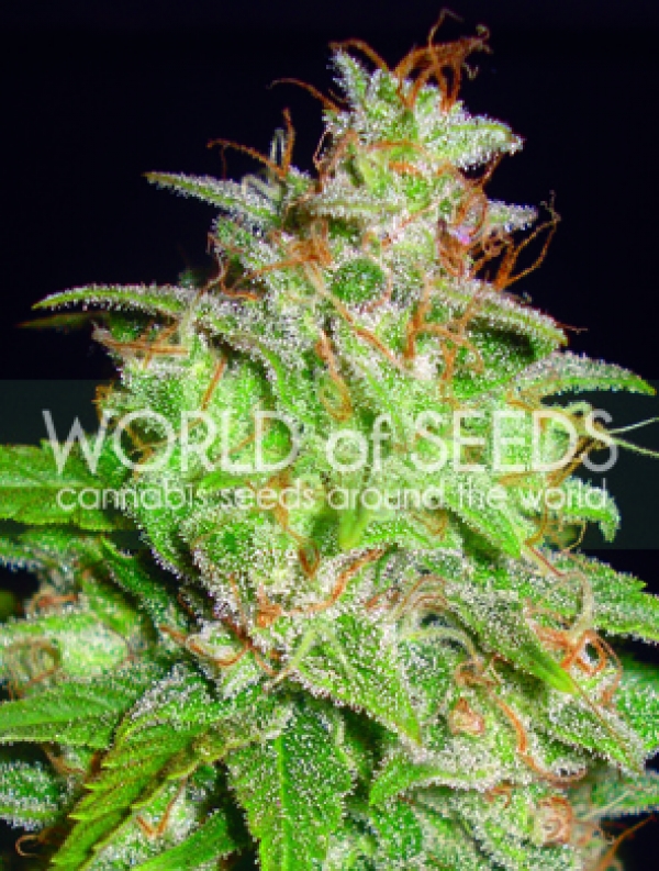 Mazar x White Rhino Feminised Cannabis Seeds | World of Seeds