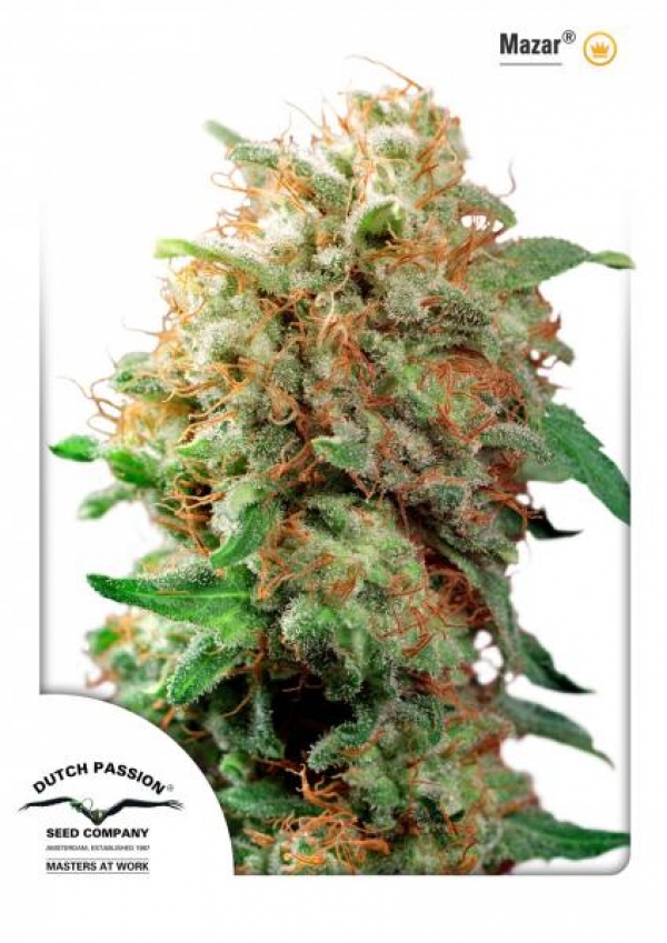 Mazar Regular Cannabis Seeds | Dutch Passion 