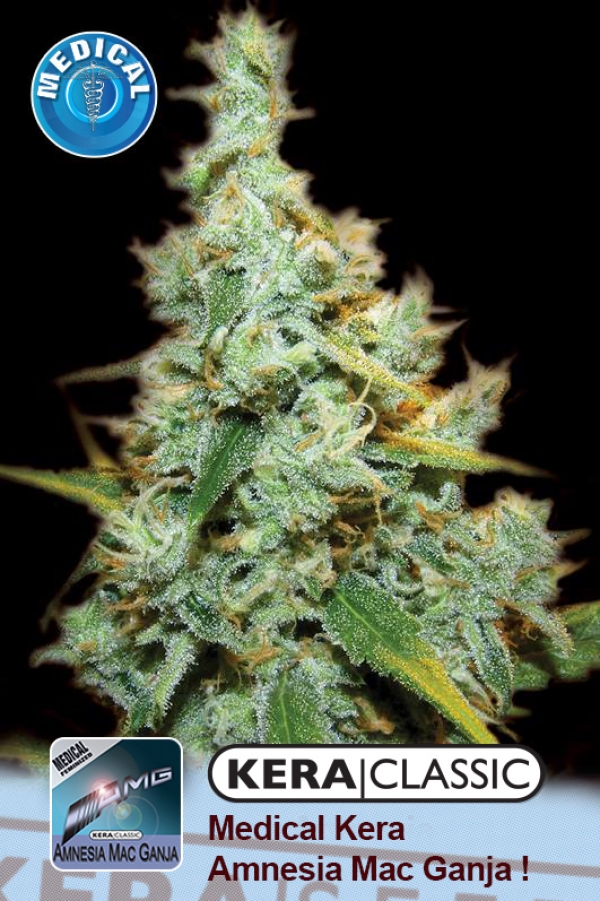 Medical AMG Haze Feminised Cannabis Seeds | Kera Seeds