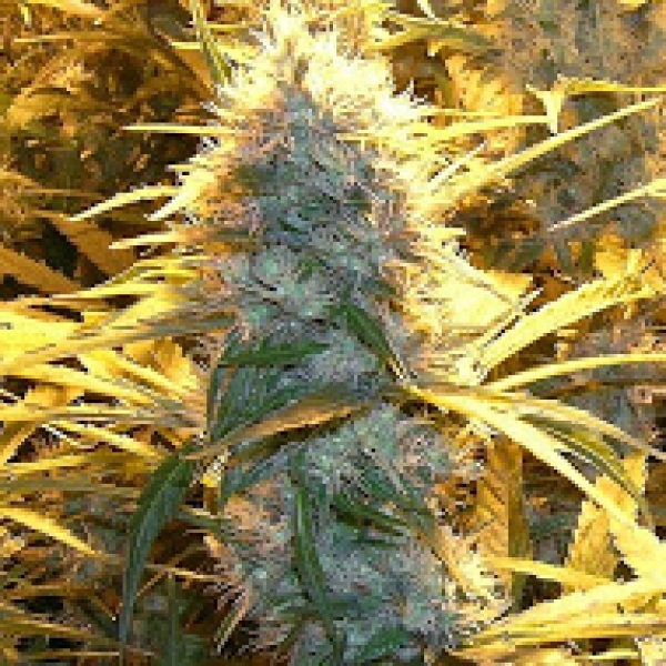 Medical Kush Feminised Cannabis Seeds | Spliff Seeds Medical Kush Feminised Cannabis Seeds | Spliff Seeds