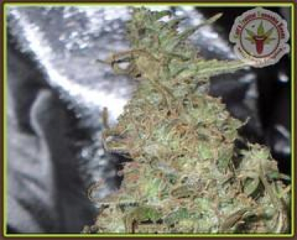 Melon Kali Feminised Cannabis Seeds | Dr Krippling.