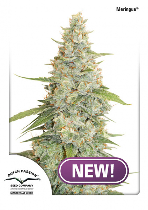Meringue Feminised Cannabis Seeds | Dutch Passion Meringue Feminised Cannabis Seeds | Dutch Passion