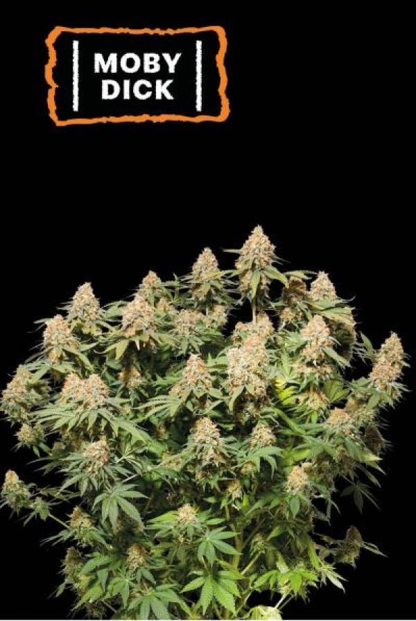 Moby Dick Feminised Cannabis Seeds | Seed Stockers