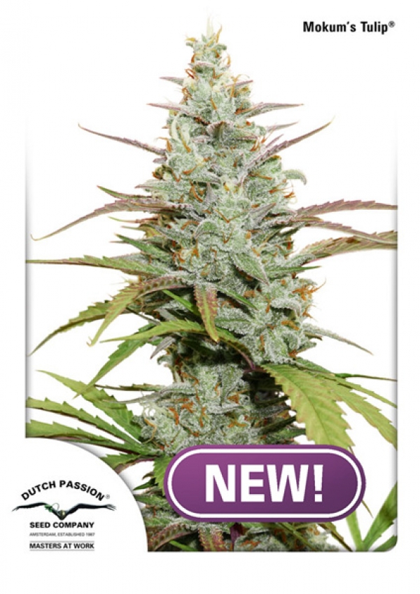 Auto Mokums Tulip Feminised Cannabis Seeds | Dutch Passion