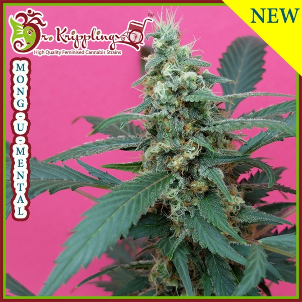 Mong-U-Mental Feminised Cannabis Seeds | Dr Krippling Mong-U-Mental Feminised Cannabis Seeds | Dr Krippling