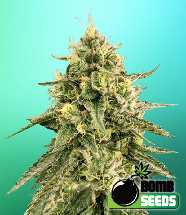Monkey Bomb Feminised Cannabis Seeds | Bomb Seeds