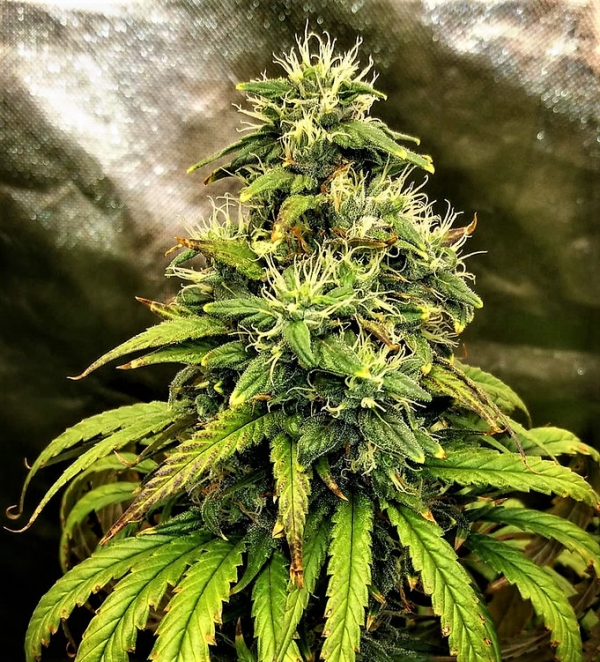 Monolith Mass Feminsed Cannabis Seeds | Critical Mass Collective Seeds