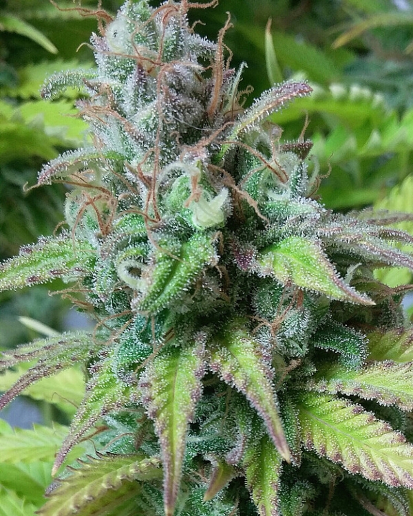 .Monster Mass Feminsed Cannabis Seeds | Critical Mass Collective Seeds