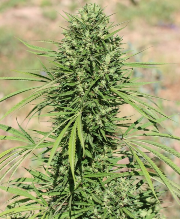 Morocco Beldia Kif Regular Cannabis Seeds | Ace Seeds.
