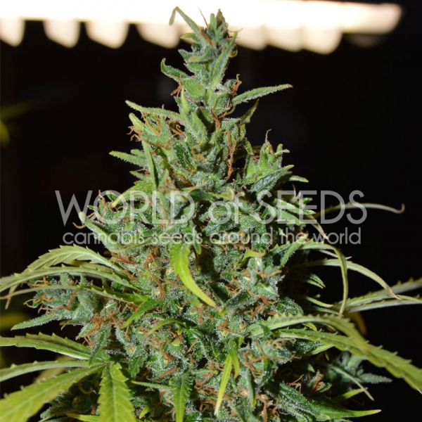 Neville Haze Auto Feminised Cannabis Seeds | World of Seeds