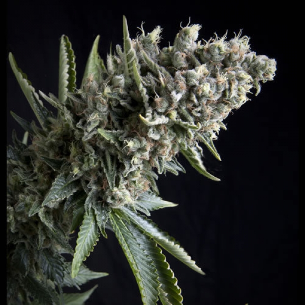 Auto Nefertiti Feminised Cannabis Seeds | Pyramid Seeds