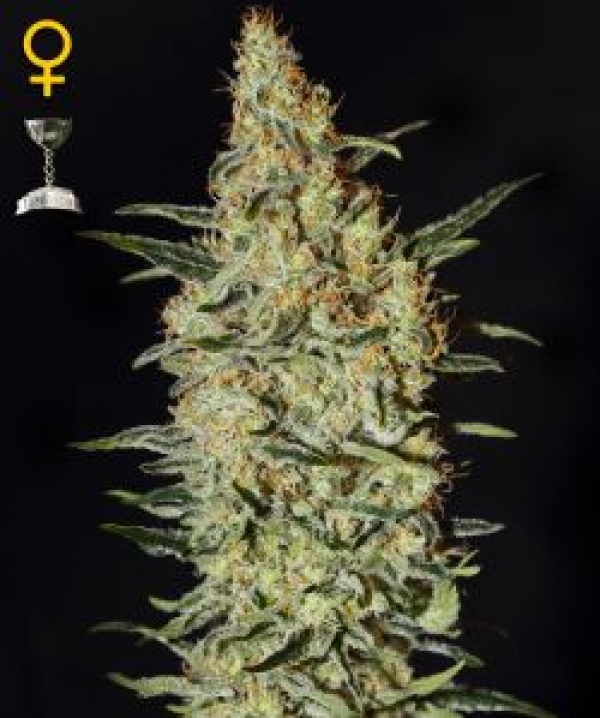 Neville's Haze Feminised Cannabis Seeds | Green House Seeds