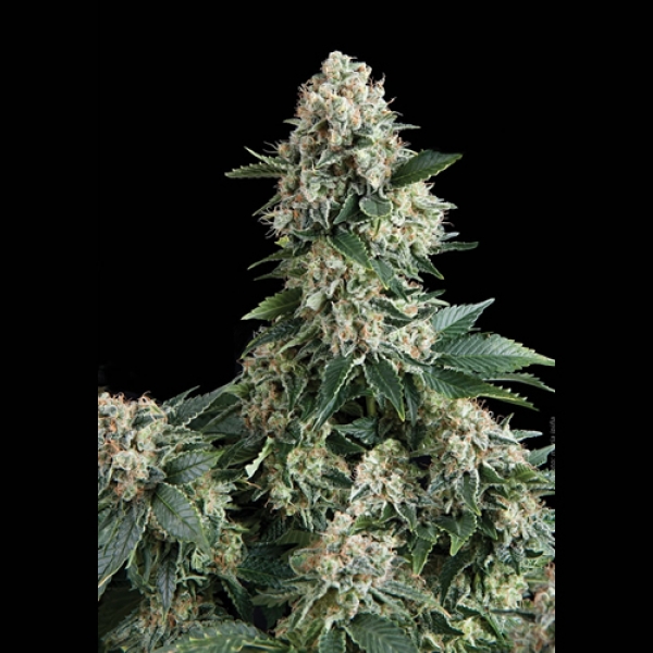 Auto New York City Feminised Cannabis Seeds | Pyramid Seeds