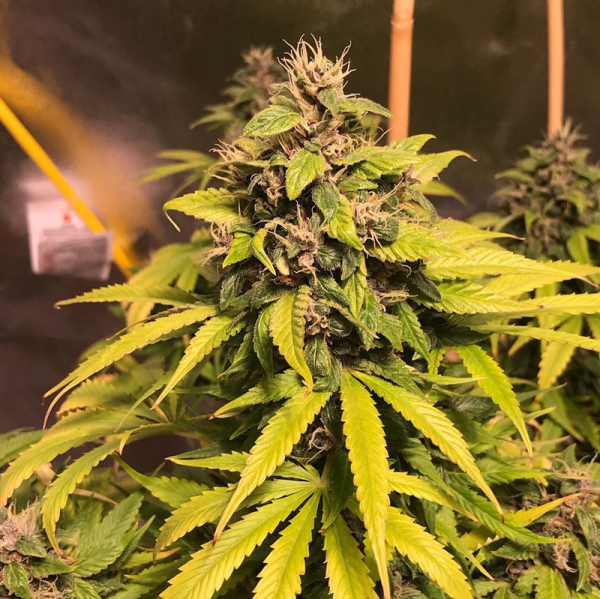 Nightcrawler OG Feminised Cannabis Seeds | Top Shelf Elite